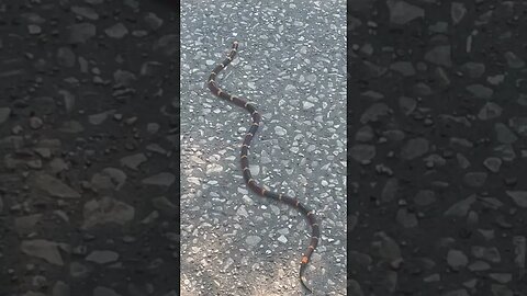 Texas Venomous Snakes | Coral Snake on the Greenbelt Trails in Kingwood, Texas “The Livable Forest”