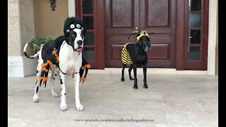 Funny Great Dane Walks Backwards In Spider Halloween Costume