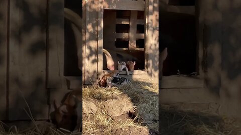 Piglets two days old #piglet #piglets #farming #homestead #babies