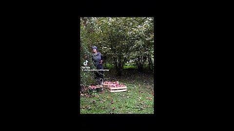 Grandma harvesting red Apples