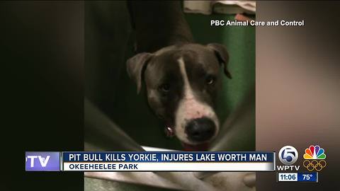 Pit bull kills Yorkshire terrier, injures man at Okeeheelee Park