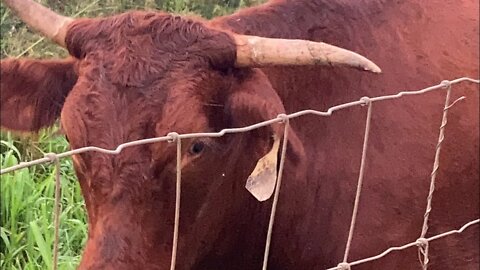 COW HISTORY IN HAWAI’I