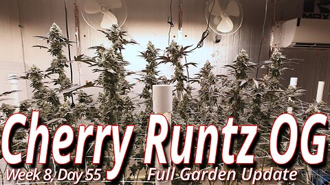 Cherry Runtz OG Week 8 Flush: Spider Farmer SE7000 Flower Room Update