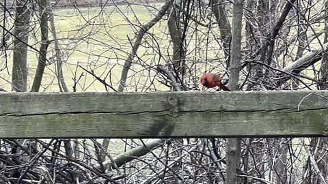 Male Cardinal