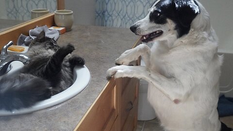 Hysterical Dog Spots Sink Dwelling Cat