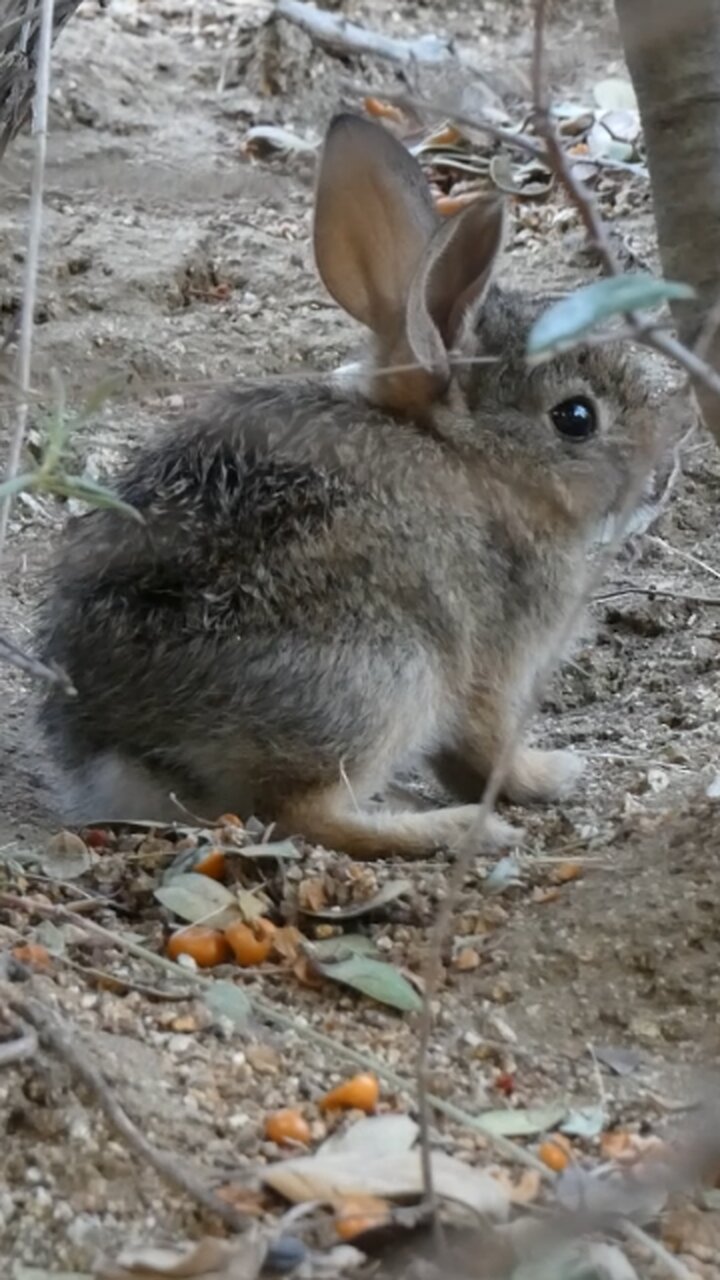 Desert Cottontail 🐇Baby Bunny