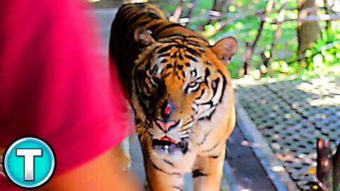 Locked in a Cage with a Tiger - Tiger Kingdom Phuket, Chiang Mai, Thailand