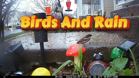 Relax To Birds In The Rain 🌧