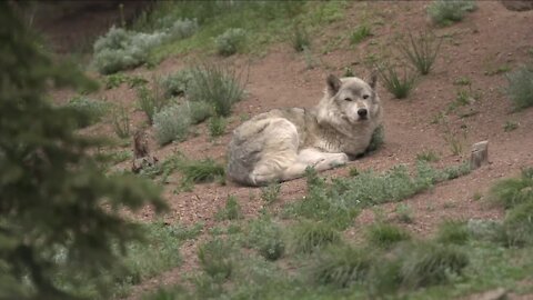 Trump administration lifts endangered species protection for wolves