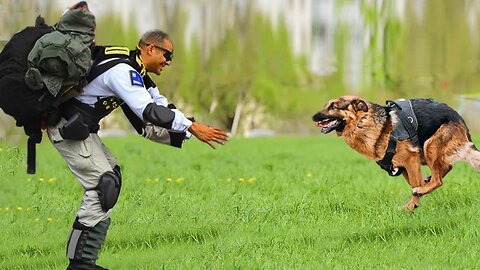 When your dog knows he is better at sports than you Funniest Dog Ever!