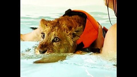 Lion Cub Swims To Health