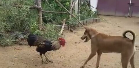 Cock and Dog fight...cock dominating