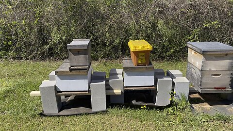 ELM GROVE APIARY! Beekeeping early days!