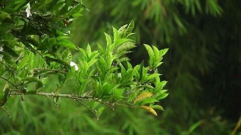 ASMR rain sounds for sleeping - Meditation sounds of rain for sleep fast