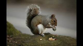 I'M NOT JUST A SQUIRREL, I AM A CONTORTIONIST!