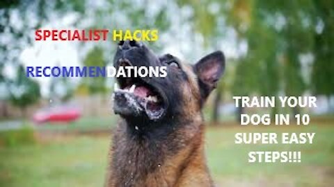 TOP 10 Essential Commands To Train Your Dog