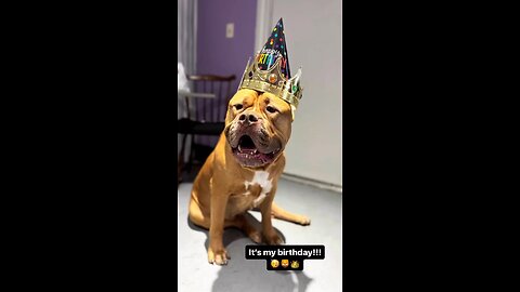 Giant PitBull celebrates his 6th birthday 🥳🦁👑