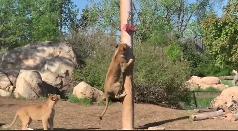 Find out how African lions climb poles to grab food