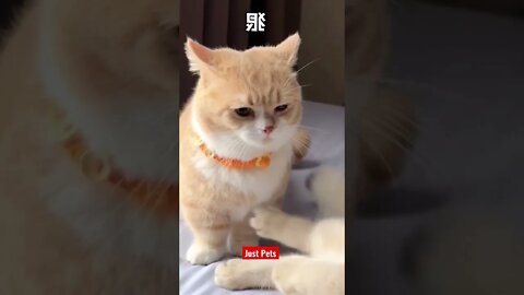 So adorable #cute #funnyanimals #tiktok #funnyvideos #cat