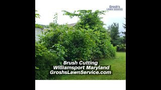 Brush Cutting Williamsport Maryland Landscape Contractor