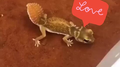 Talented Dancing Lizard Demonstrates His Cool Moves