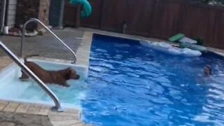 Ce chien saute dans la piscine pour sauver sa maîtresse