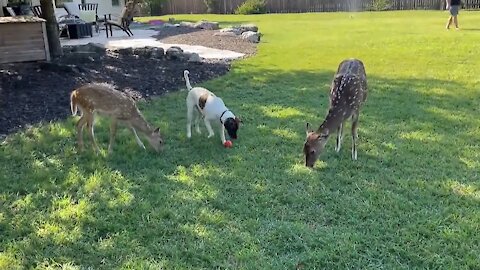 Silly Dog Decides To Graze With His Deer Friends