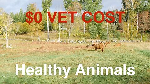 $0 Vet Costs - How To Keep Animals Healthy