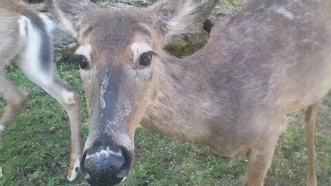 Affectionate deer show up to show some love