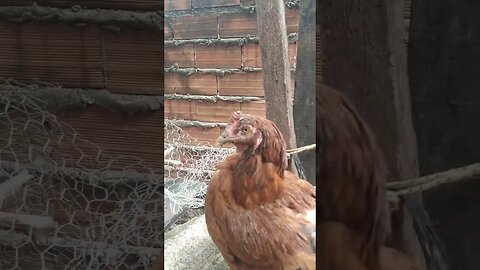 em Goiás muita chuva e a lama tomou conta do quintal