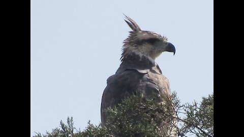 GREY EAGLE - (Buteogallus coronatus) - (Harpyhaliaetus coronatus) - (Urubitinga coronata)