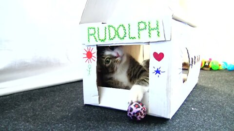 Kitten Plays with a Ball from His House