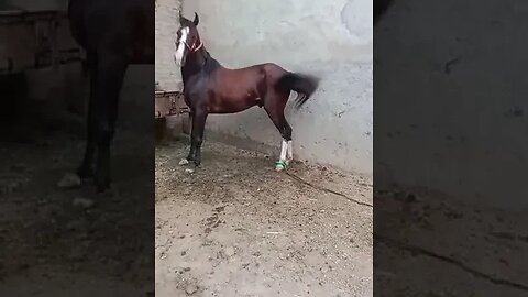 🐎 horse #youtubeshorts #vlogger #shortsviral #entertainment #enjoy #enjoy #horseride