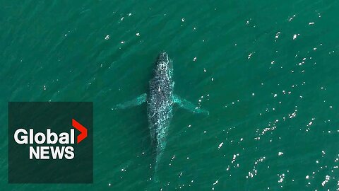 Using AI and an eye from space to keep whales safe | NE