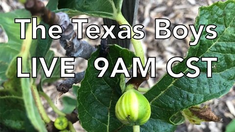 The Texas Boys LIVE 9AM CST