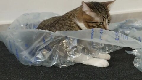 Silly Cat Hides Behind Transparent Sheet of Plastic