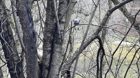 Blue Jay scoops peanut