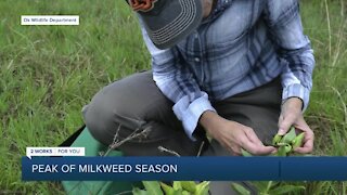 Milkweed and Monarch Butterflies