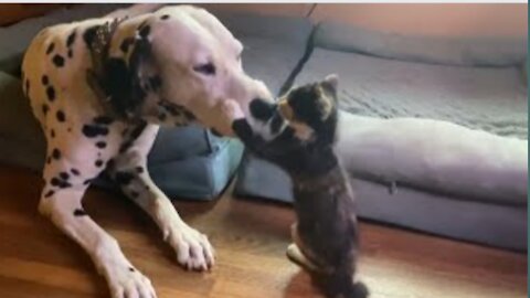 Rambunctious kitten plays with gentle Dalmatian friend