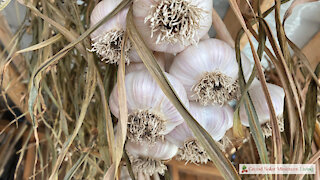 Drying Garlic for Storage