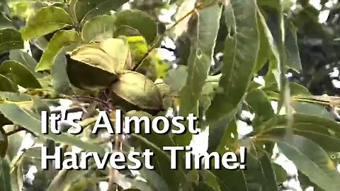 Plenty of Pecans!!! Pecan Grove Tour & Ranch Ride!!! Part 1