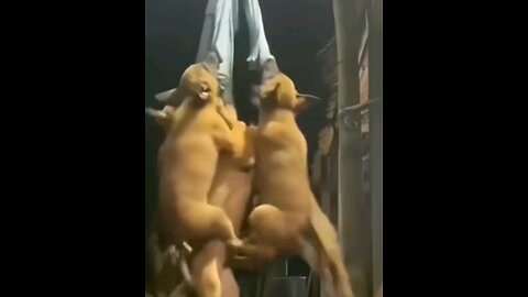 See how many dogs are hanging 🤣🤣intresting video