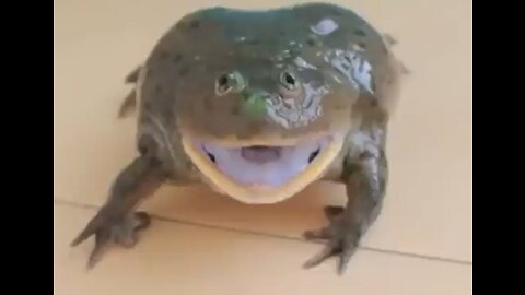 Incredible Screaming Frogs compilation