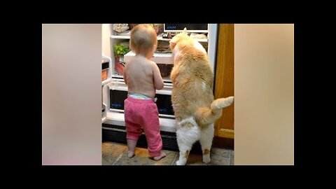 Funniest Animals Videos - Best Crazy Cats😹 and Hilarious Dogs🐶 Videos 2022!