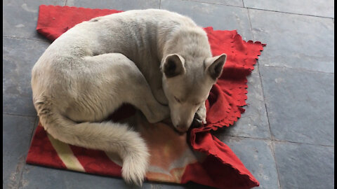 My dog ​​sleeps at my window every day