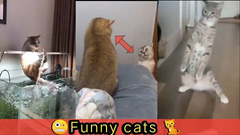 🤪Funny cats 🐈 Don't try to hold back Laughter😺just look funny cats 🧐