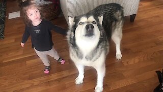 Alaskan Malamute Loves Having His Name Called By Sweet Little Girl