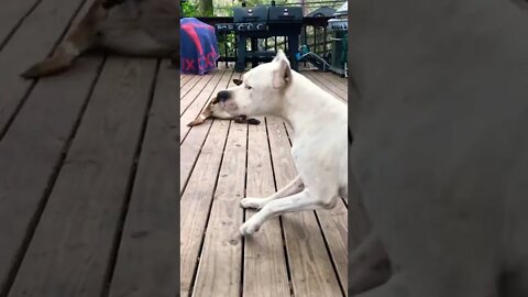 Pit Bull puppy plays with Belgian Malinois while a Dogo Argentino watches