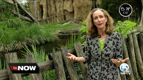 New Palm Beach Zoo CEO speaks about conservation