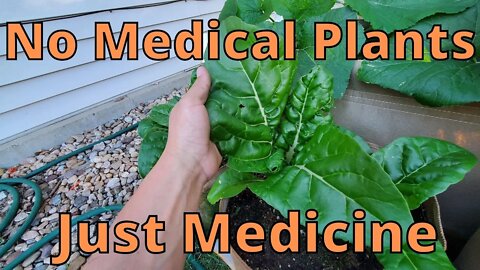 No Medical Plants This Year in the garden